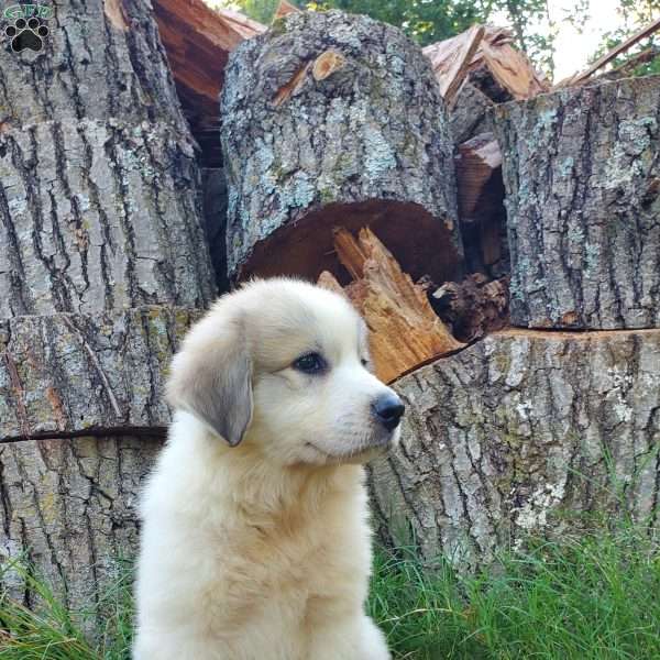 Houndstooth, Great Pyrenees Puppy